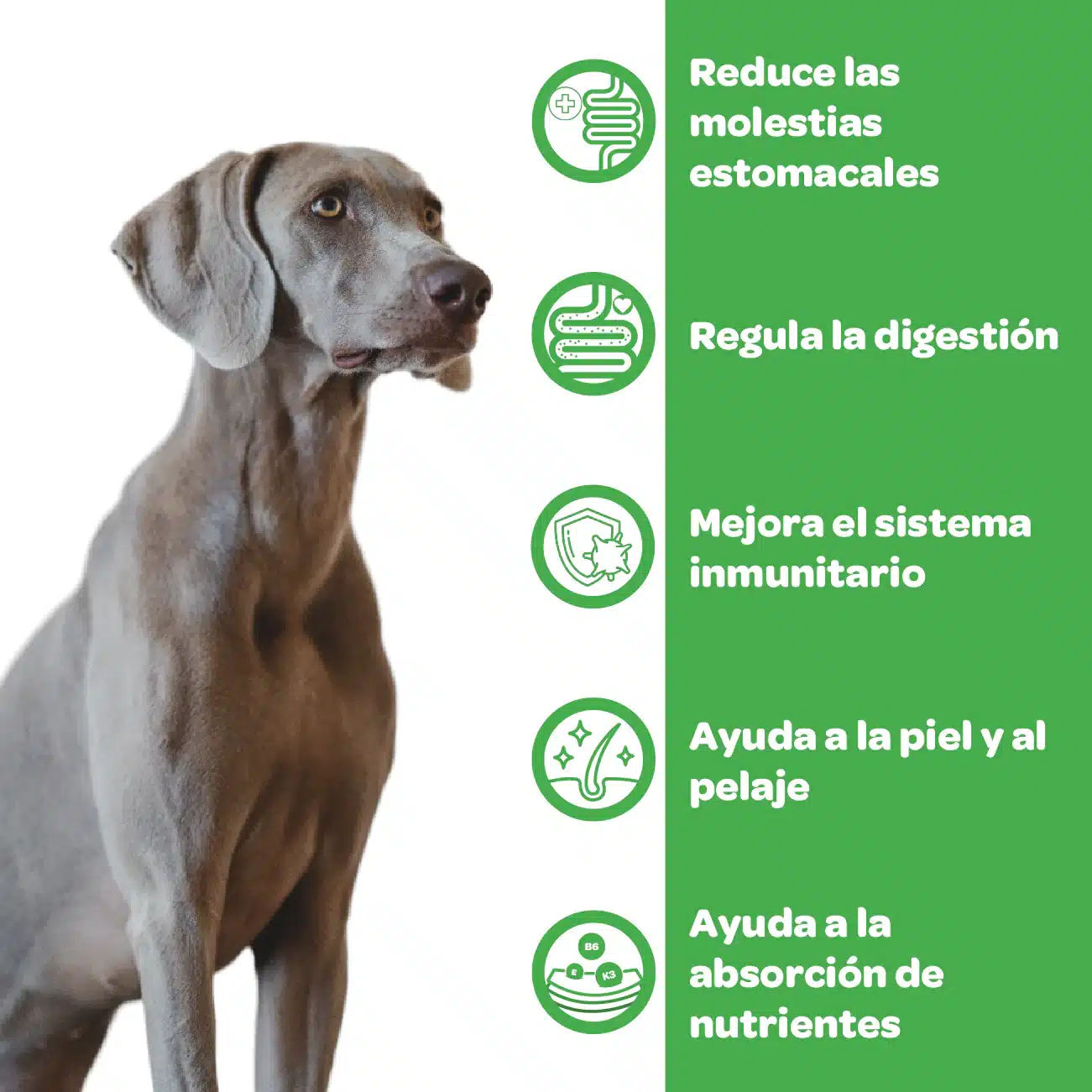 Filiflora Probiótico para perros - Imagen 4