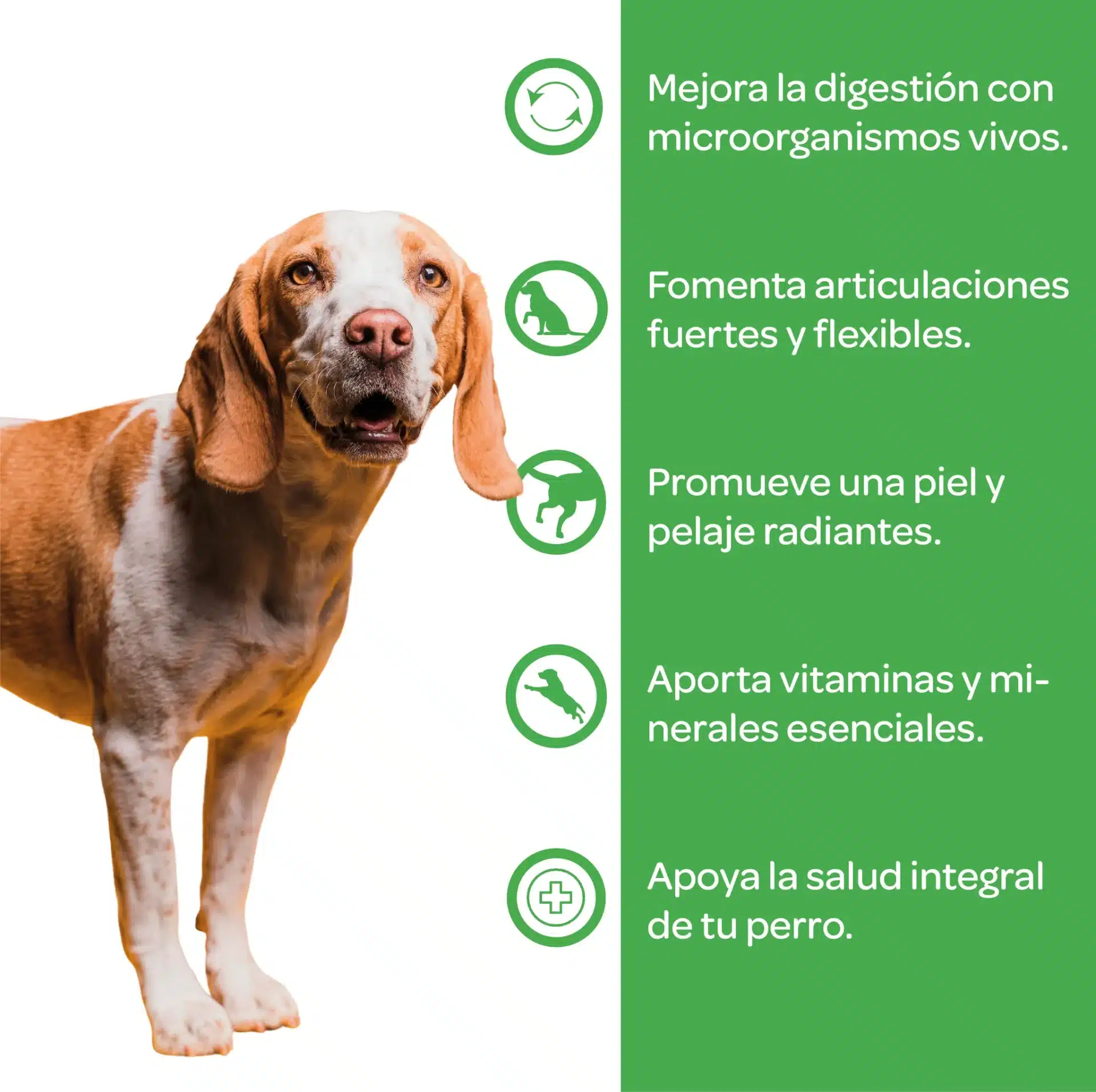 Multivitaminico para perros - Imagen 2
