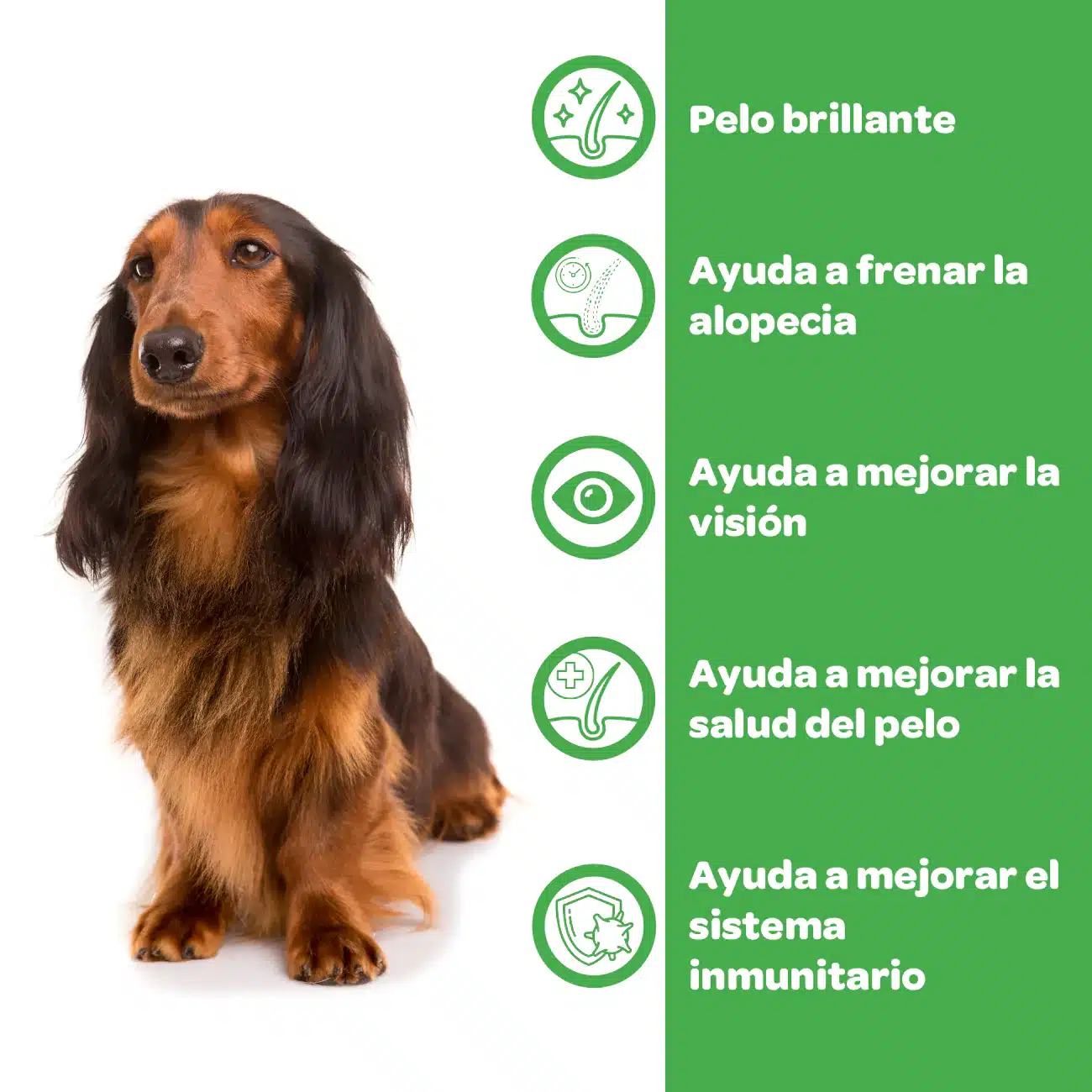 Biotina para perros y gatos - Imagen 8