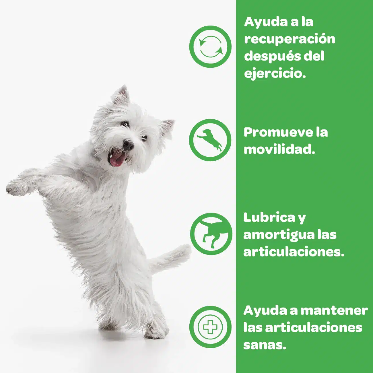 Filiflex Condroprotector + Óxido de Dismutasa. Filipet - Imagen 4