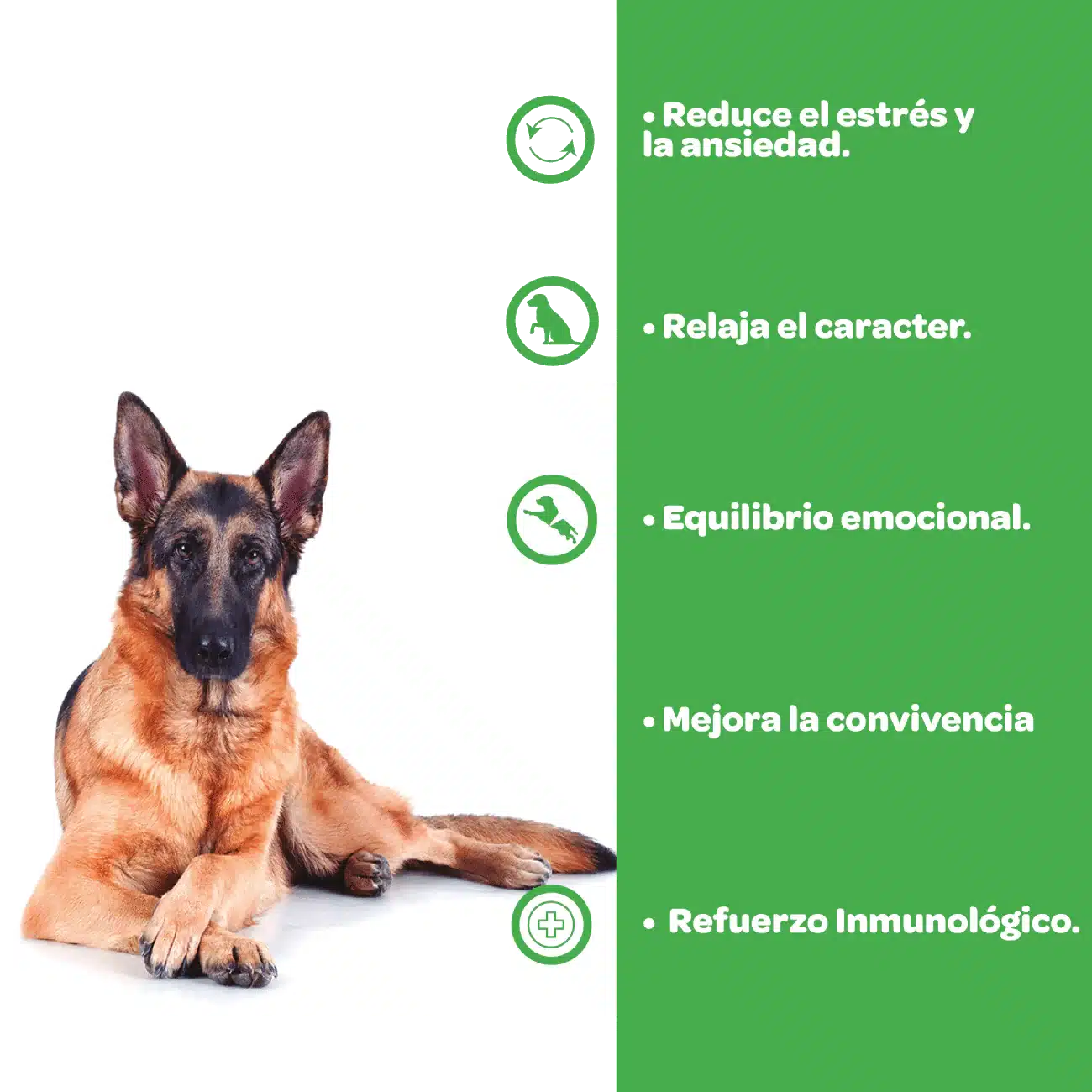 Filizen tranquilizante natural para perros - Imagen 6